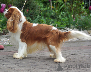 Photo №4. I will sell cavalier king charles spaniel in the city of Łochowo. private announcement - price - 1902$