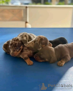 Photo №3. Buy your beautiful Vaccinated dachshund puppies available now for loving homes. Denmark