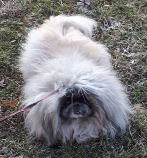 Photo №1. pekingese - for sale in the city of St. Petersburg | 208$ | Announcement № 3036