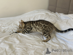 Photo №3. Boy Savannah F2. United Kingdom