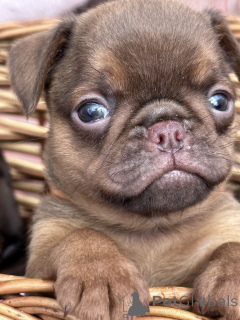 Photo №4. I will sell otterhound in the city of Sivats.  - price - negotiated