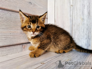 Photo №1. chausie - for sale in the city of Москва | 1093$ | Announcement № 9494