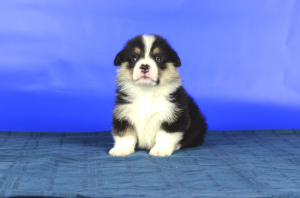 Photo №4. I will sell welsh corgi in the city of Lviv. from nursery - price - 600$