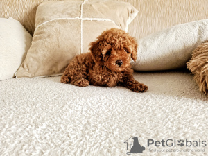 Additional photos: Toy (miniature) redbrown poodle puppies with FCI pedigree