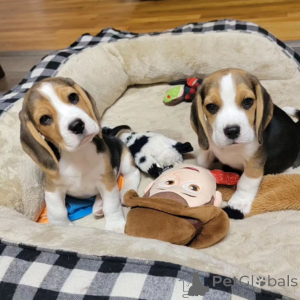 Photo №1. beagle - for sale in the city of Murau | negotiated | Announcement № 169903