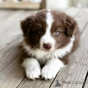Photo №2 to announcement № 165800 for the sale of border collie - buy in Italy private announcement, breeder
