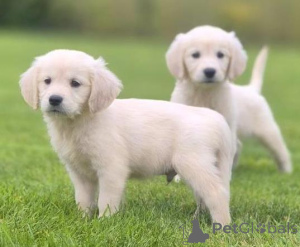 Photo №1. golden retriever - for sale in the city of Nicosia | 300$ | Announcement № 155735