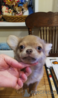 Photo №2 to announcement № 104853 for the sale of chihuahua - buy in Germany from nursery, breeder