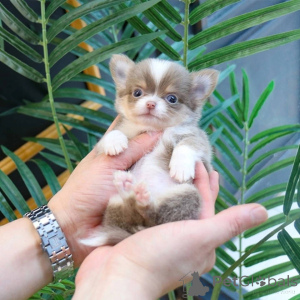 Photo №3. Entzückende Chihuahua-Welpen zur Adoption. Poland