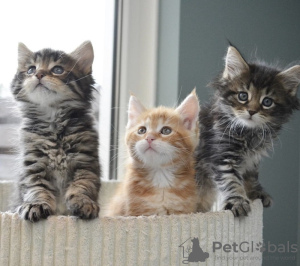 Photo №1. maine coon - for sale in the city of Антверпен | Is free | Announcement № 122577