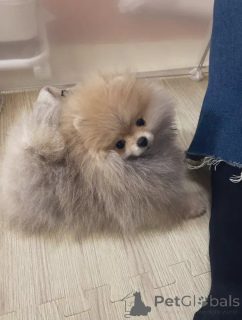 Photo №3. Adorable Pomeranian. Belgium