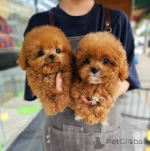 Photo №2 to announcement № 165421 for the sale of poodle (toy) - buy in Austria private announcement, breeder