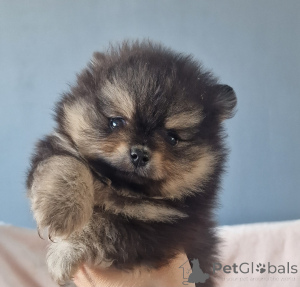 Photo №1. pomeranian - for sale in the city of Odessa | 1032$ | Announcement № 165443