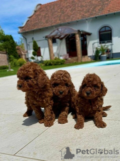 Photo №4. I will sell poodle (toy) in the city of Werbass.  - price - 1321$