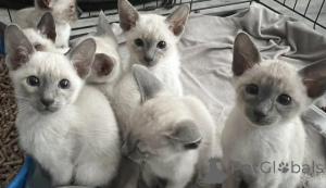Photo №1. siamese cat - for sale in the city of Coopio | negotiated | Announcement № 162063