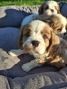 Photo №2 to announcement № 175523 for the sale of american cocker spaniel, english cocker spaniel, english springer spaniel, welsh springer spaniel, irish water spaniel, spanish water dog, spanisch mastiff, cavalier king charles spaniel, cavalier king charles spaniel, clumber spaniel, russian spaniel, tibetan spaniel - buy in Latvia private announcement, from nursery, breeder