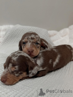 Photo №1. dachshund - for sale in the city of Helsinki | 774$ | Announcement № 163151