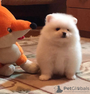 Photo №1. pomeranian - for sale in the city of Lopare | 300$ | Announcement № 63508