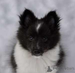 Photo №4. I will sell shetland sheepdog in the city of Berlin. private announcement, from nursery, from the shelter - price - 423$