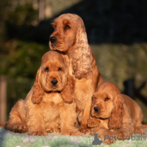 Photo №1. english cocker spaniel - for sale in the city of Münster | negotiated | Announcement № 154050
