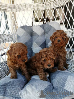 Additional photos: Red miniature poodle puppies