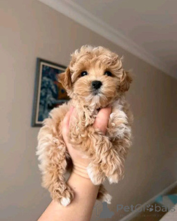 Photo №1. maltipu - for sale in the city of Hannover | negotiated | Announcement № 167145