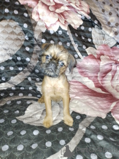 Photo №2 to announcement № 56277 for the sale of brussels griffon - buy in Germany from nursery