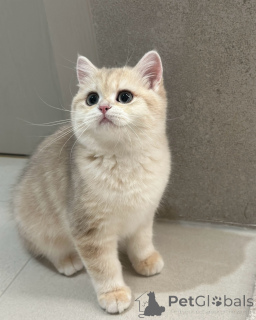 Photo №1. british shorthair - for sale in the city of Halle (Saale) | negotiated | Announcement № 175094