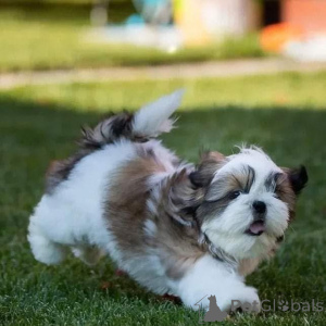 Photo №1.  - for sale in the city of SLAVONSKI KOBAš | negotiated | Announcement № 161566