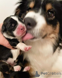 Additional photos: Miniature American Shepherd (Mini Aussie) puppies for sale