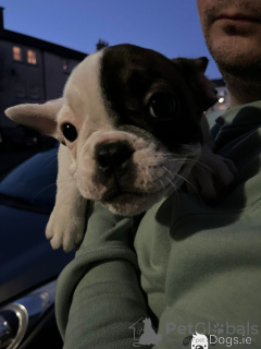 Additional photos: adorable french bulldog puppies for sale