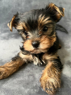 Photo №3. gift adorable Yorkshire Terrier Puppies . Germany