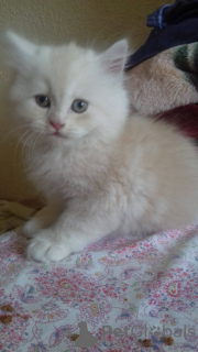Additional photos: persian kittens for sale