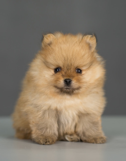 Photo №2 to announcement № 4882 for the sale of german spitz - buy in Russian Federation private announcement