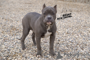 Photo №2 to announcement № 8256 for the sale of american bully - buy in Russian Federation from nursery, breeder