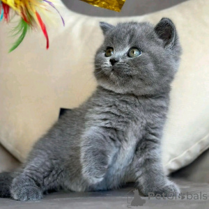 Photo №4. I will sell british shorthair in the city of Berlin. breeder - price - negotiated