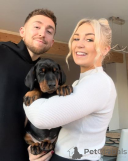 Photo №1. dobermann - for sale in the city of Żegary | negotiated | Announcement № 159981