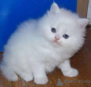 Photo №1. persian cat - for sale in the city of Москва | Is free | Announcement № 107922