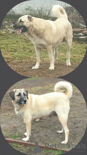 Photo №1. anatolian shepherd - for sale in the city of Kiev | 1057$ | Announcement № 34546