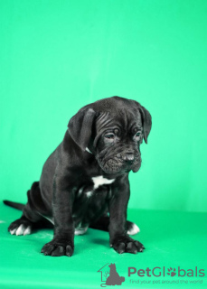 Additional photos: Cane Corso puppies for sale