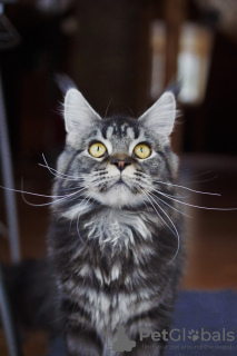 Photo №1. maine coon - for sale in the city of Jūrmala | negotiated | Announcement № 30290