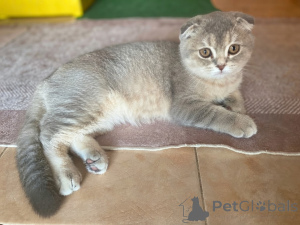 Photo №1. scottish fold - for sale in the city of Tbilisi | 75$ | Announcement № 175520