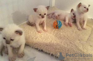 Photo №1. siamese cat - for sale in the city of Strömsund | Is free | Announcement № 48519