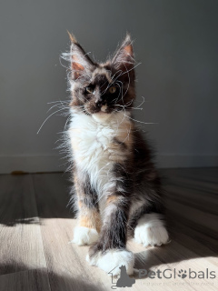 Photo №1. maine coon - for sale in the city of Aalborg | negotiated | Announcement № 155398