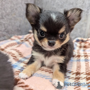 Photo №1. chihuahua - for sale in the city of Helsinki | 516$ | Announcement № 164045