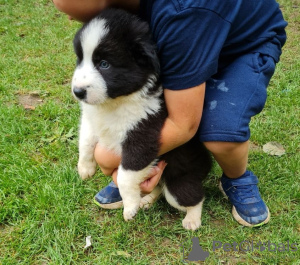 Photo №3. lovely Border Collie puppies. United States