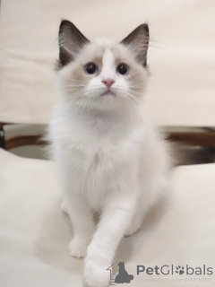 Photo №2 to announcement № 155913 for the sale of ragdoll - buy in Germany breeder