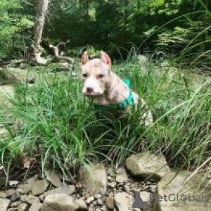 Photo №3. American Pitbull Puppies. Sweden