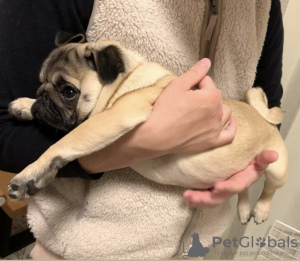 Photo №1. pug - for sale in the city of Santa Cruz de la Sierra | Is free | Announcement № 118928