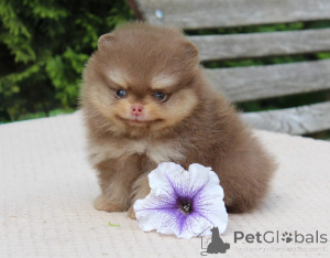 Photo №2 to announcement № 174977 for the sale of pomeranian - buy in Germany private announcement
